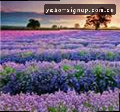 孙莉
